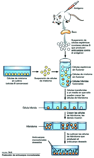 monoclonales